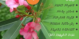 2017-nerium-oleander-poster-700x350